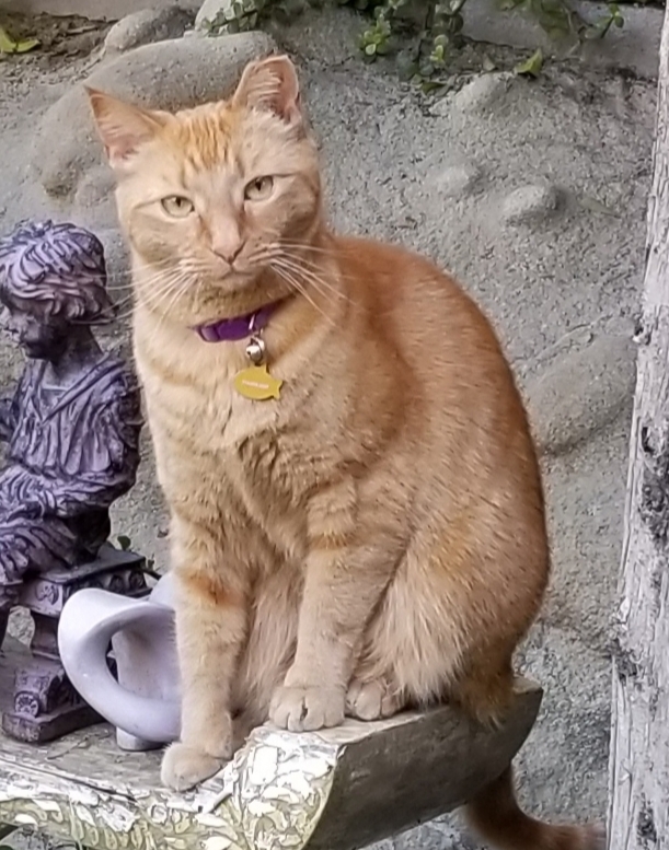 Lost Cat American Shorthair in FOOTHILL RANCH, CA Lost My Kitty