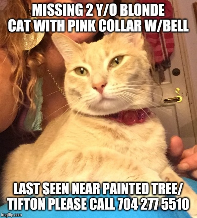Image of Hope, w pink collar, Lost Cat