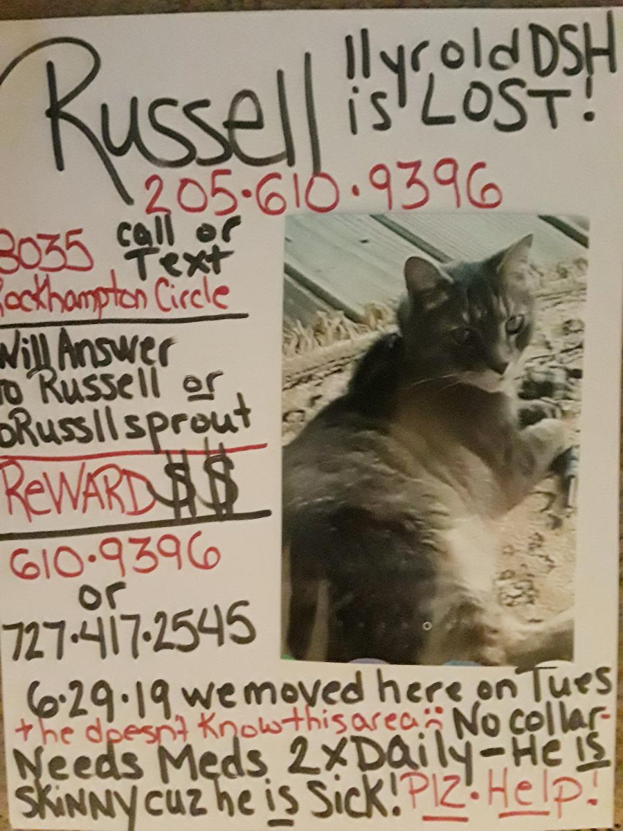 Image of Russell, Lost Cat