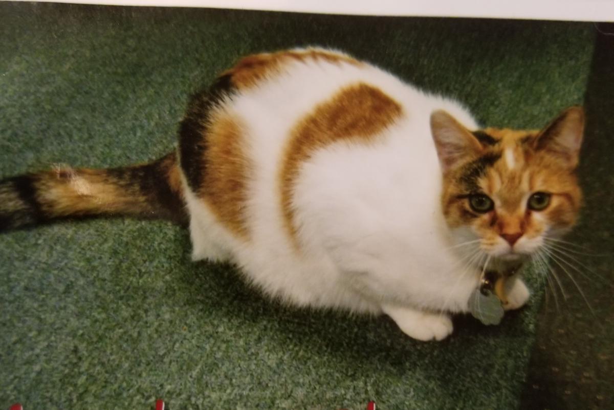 Image of LC, Lost Cat
