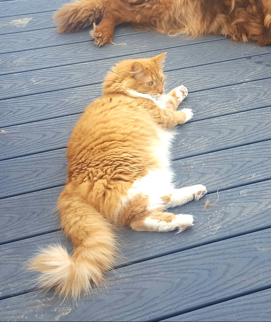 Image of Pumpkin, Found Cat