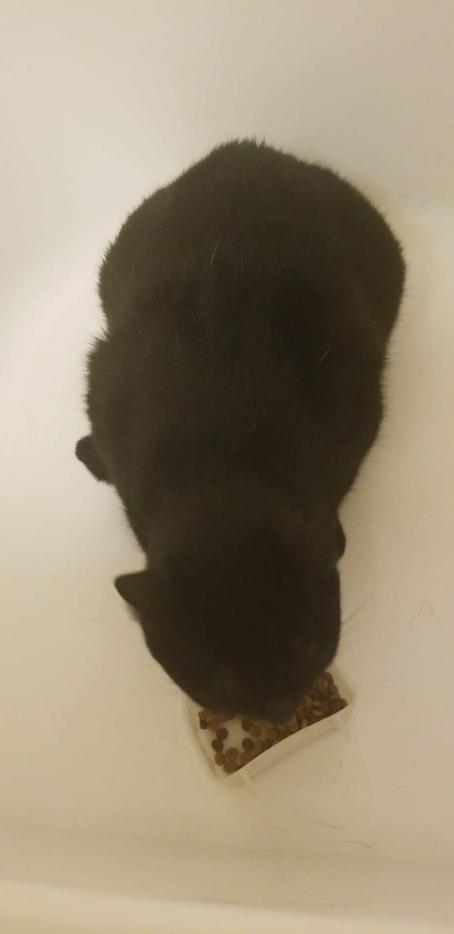 Image of Noctis, Lost Cat