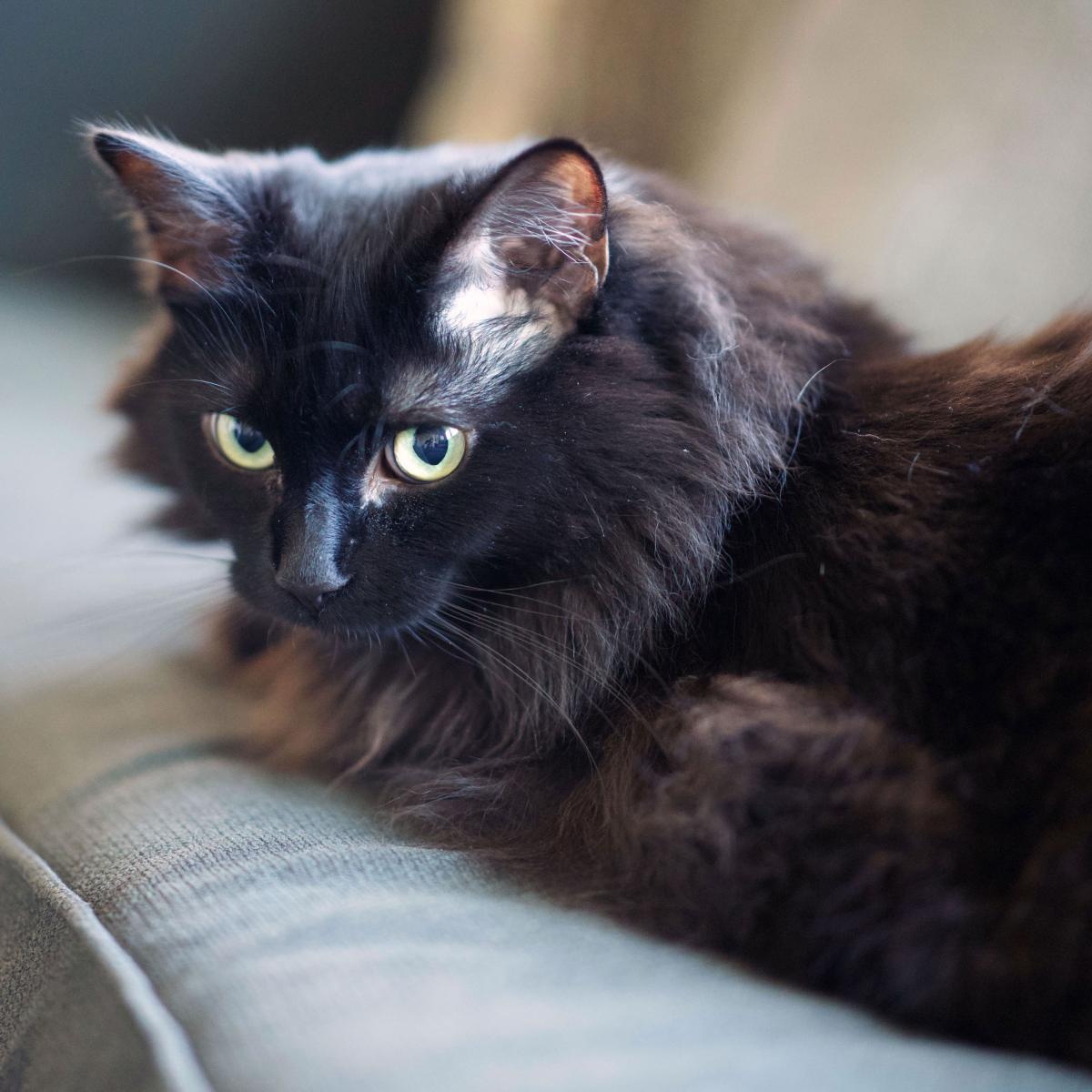 Image of Peepa, Lost Cat