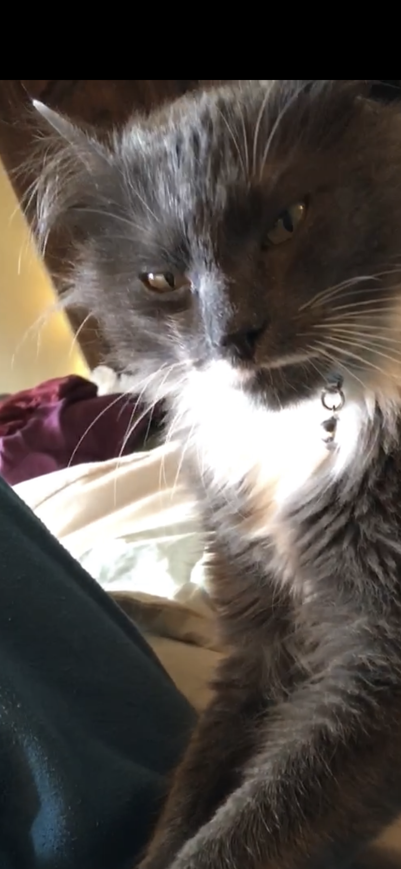 Image of Smoky Babee, Lost Cat