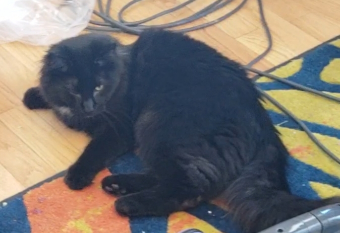 Image of Fluffers, Lost Cat