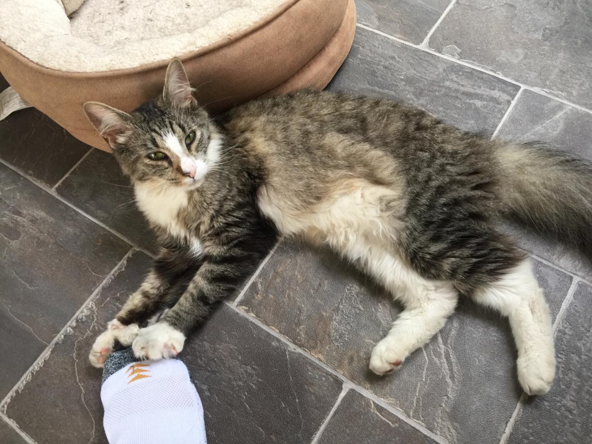 Image of Mookie, Found Cat