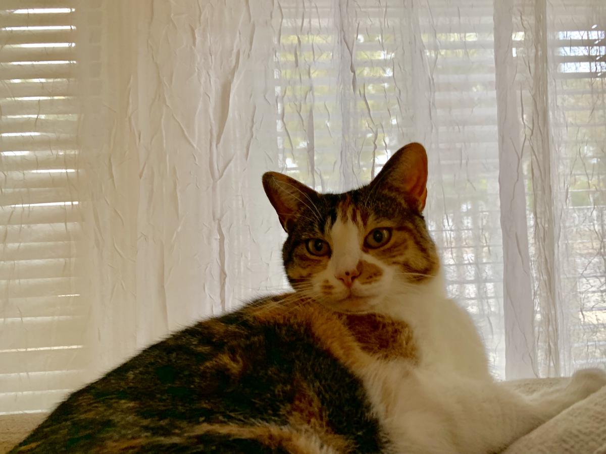 Image of Frida, Lost Cat