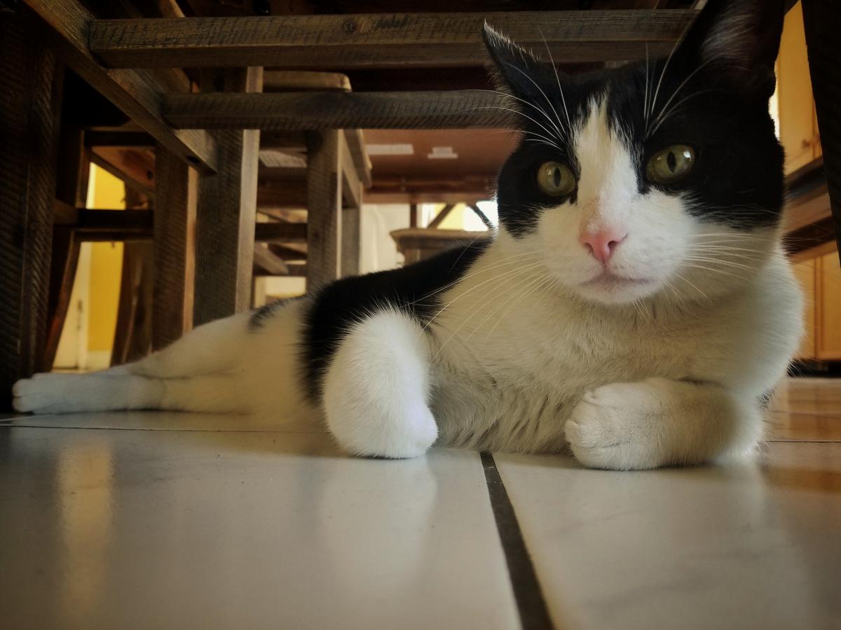 Image of Machete, Lost Cat