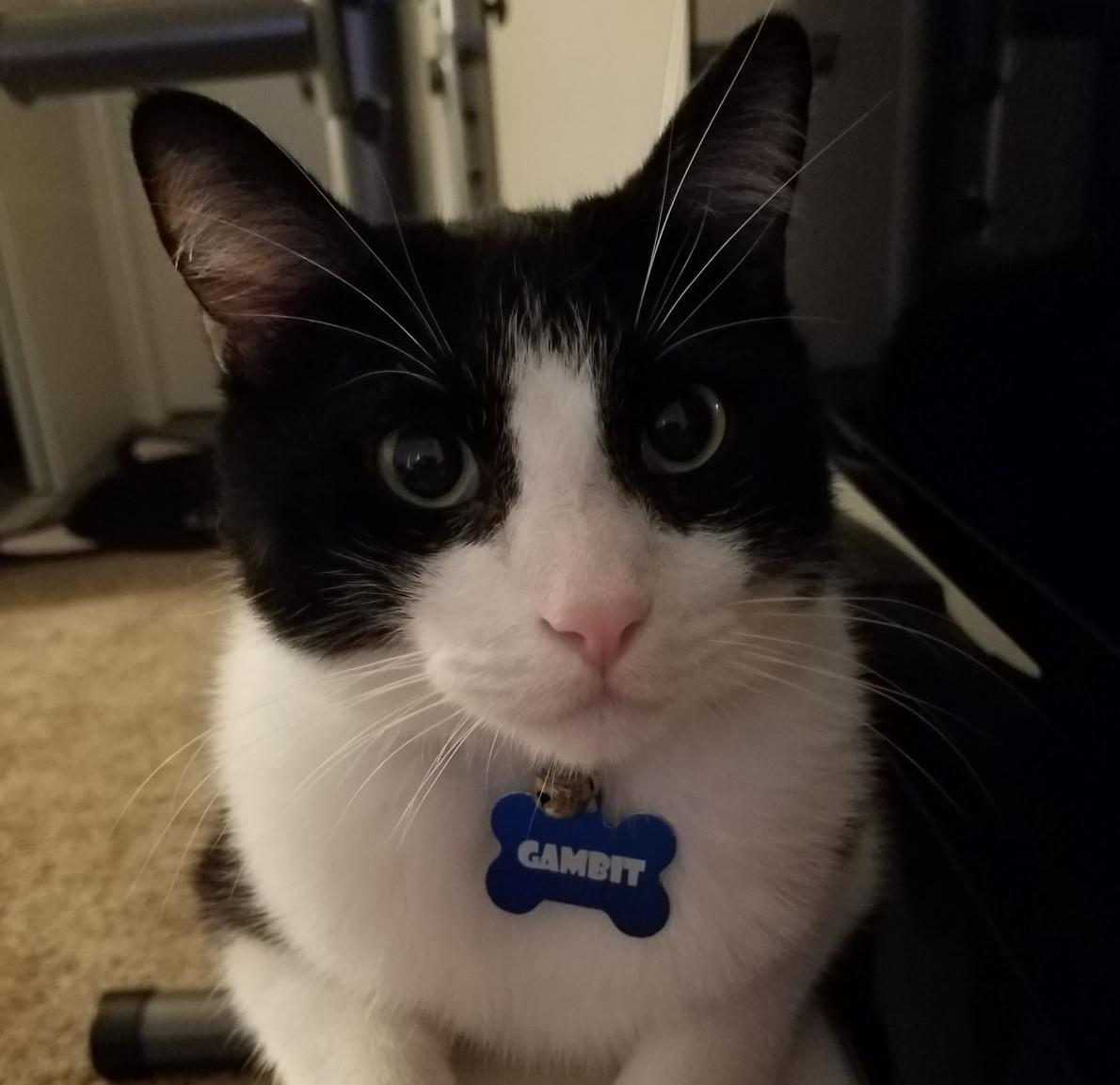 Image of Gambit, Lost Cat