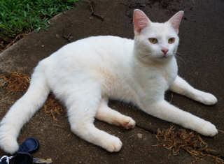 Image of Max (Snowshoe), Lost Cat