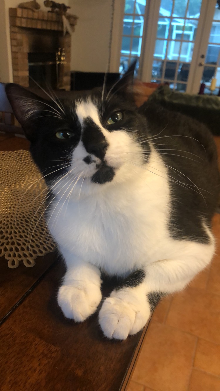 Image of Milo, Lost Cat