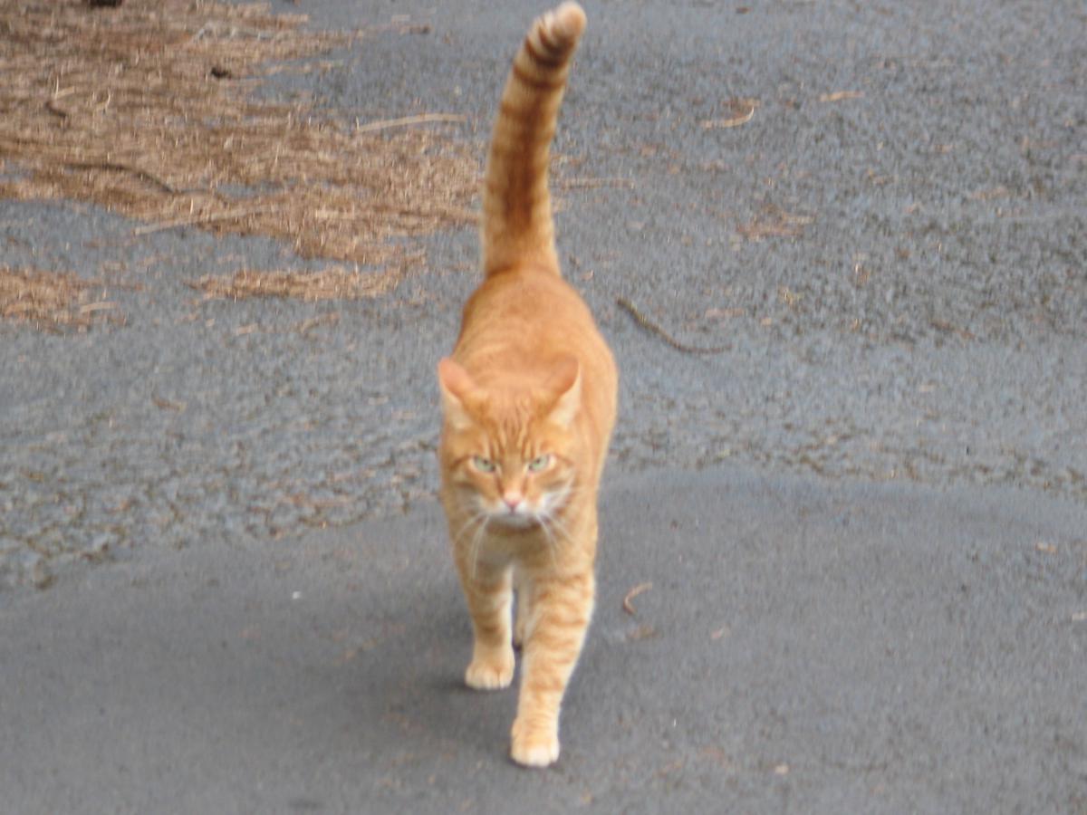 Image of Orangey, Lost Cat