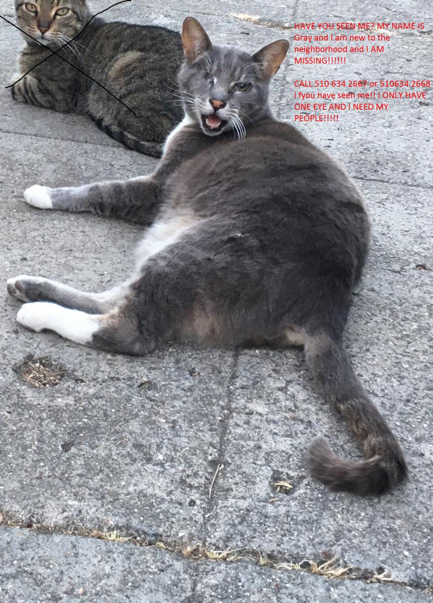 Image of Grey Cat, Lost Cat