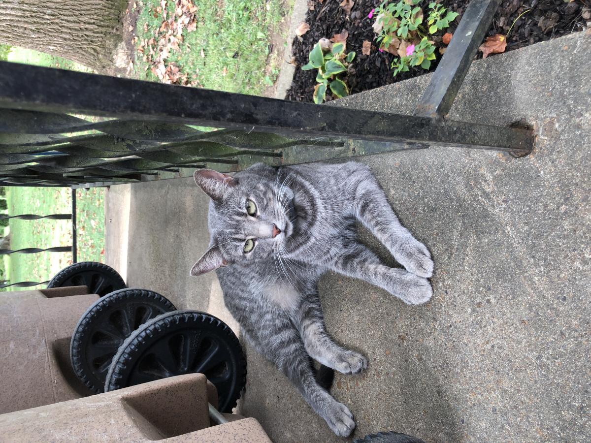 Image of Miss Grey, Lost Cat