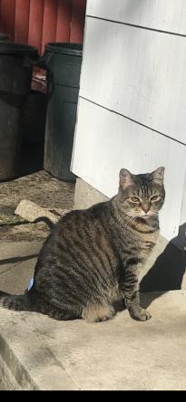 Image of Henry, Lost Cat