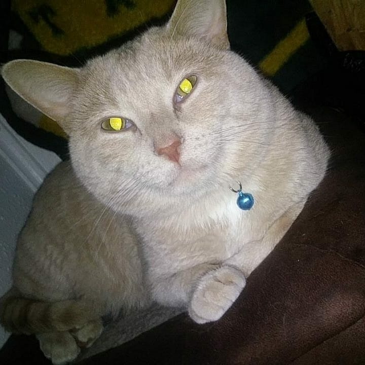 Image of Butterball, Lost Cat