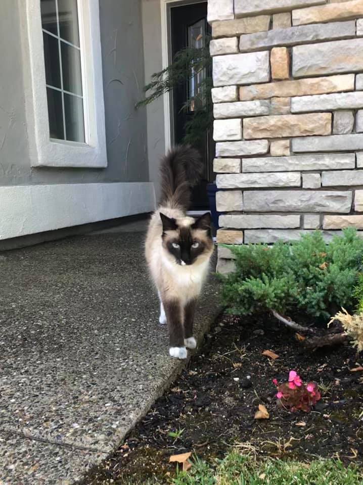 Image of Unknown (Charlie), Found Cat