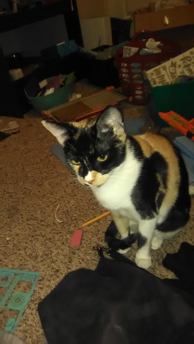Image of Dahlia, Lost Cat