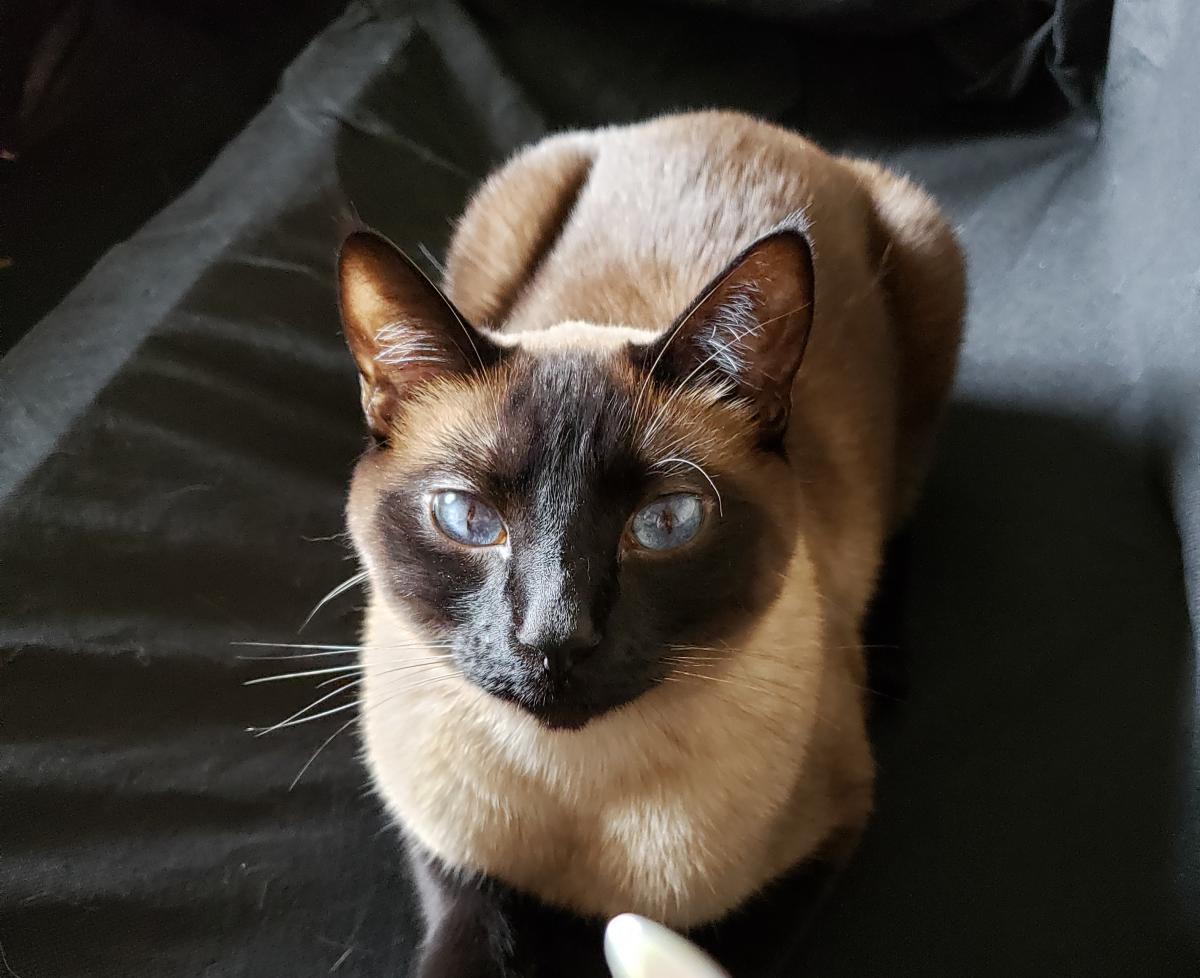 Image of Benson, Lost Cat