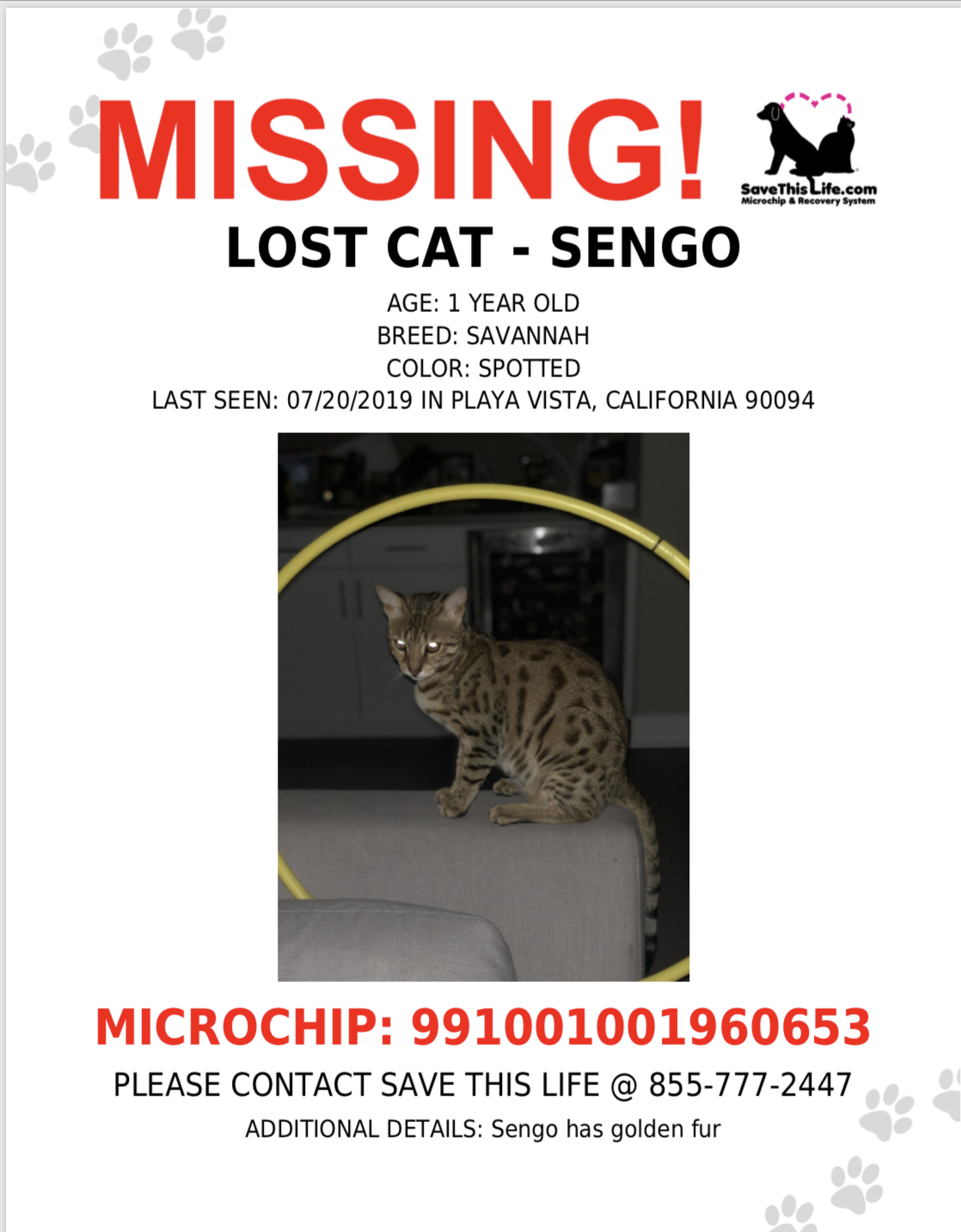 Image of Sengo, Lost Cat