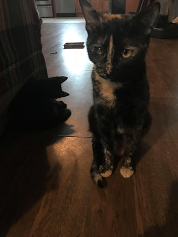 Image of Twin, Lost Cat