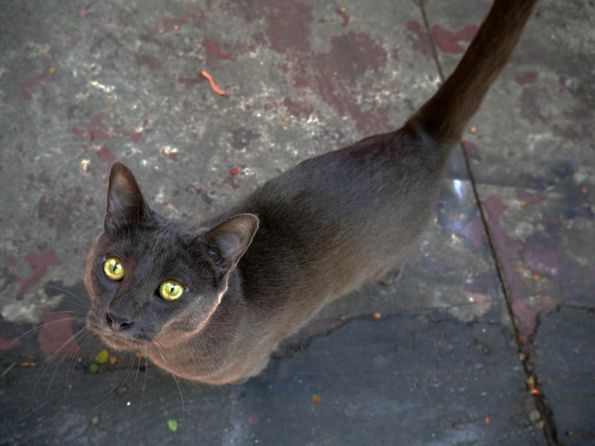 Image of Dark gray male cat, Found Cat