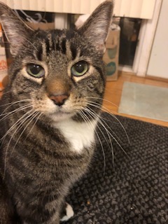 Image of Ralph, Lost Cat