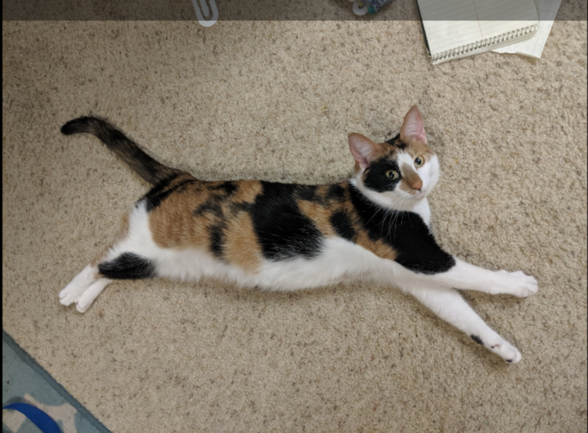 Image of Cookie, Lost Cat