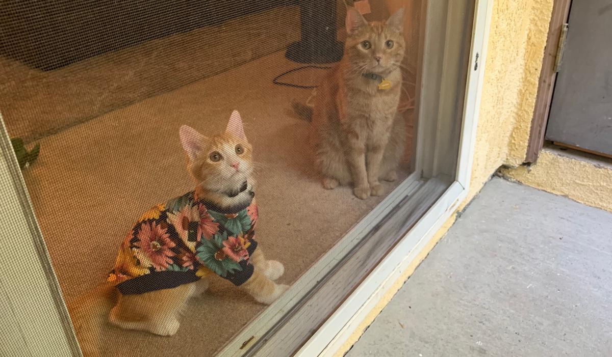 Image of Winston & WolfGang, Lost Cat