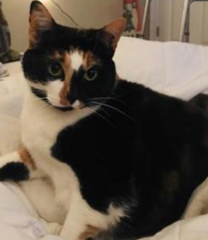 Image of Janie, Lost Cat