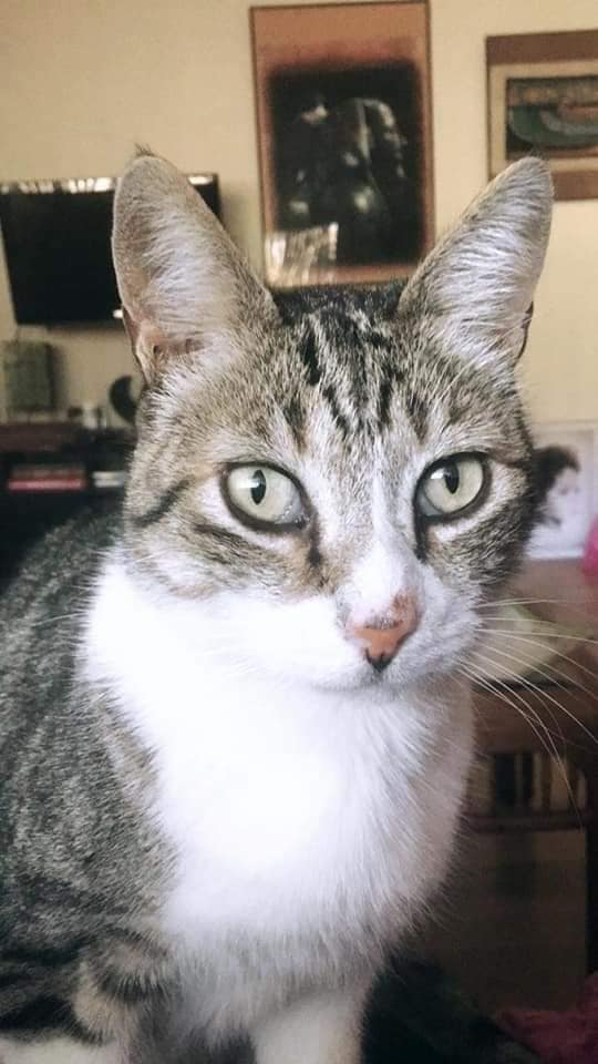 Image of SHYLOH, Lost Cat