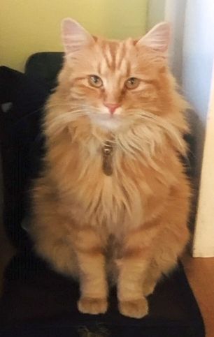 Image of Rizhik, Lost Cat