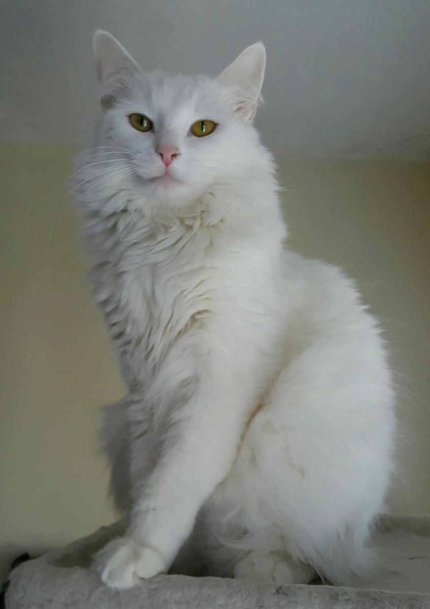 Image of Snow Angel, Lost Cat