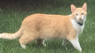 Image of Zeke, Lost Cat
