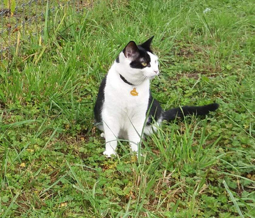 Image of maverick, Lost Cat