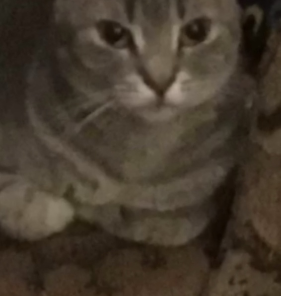 Image of Coriander, Lost Cat