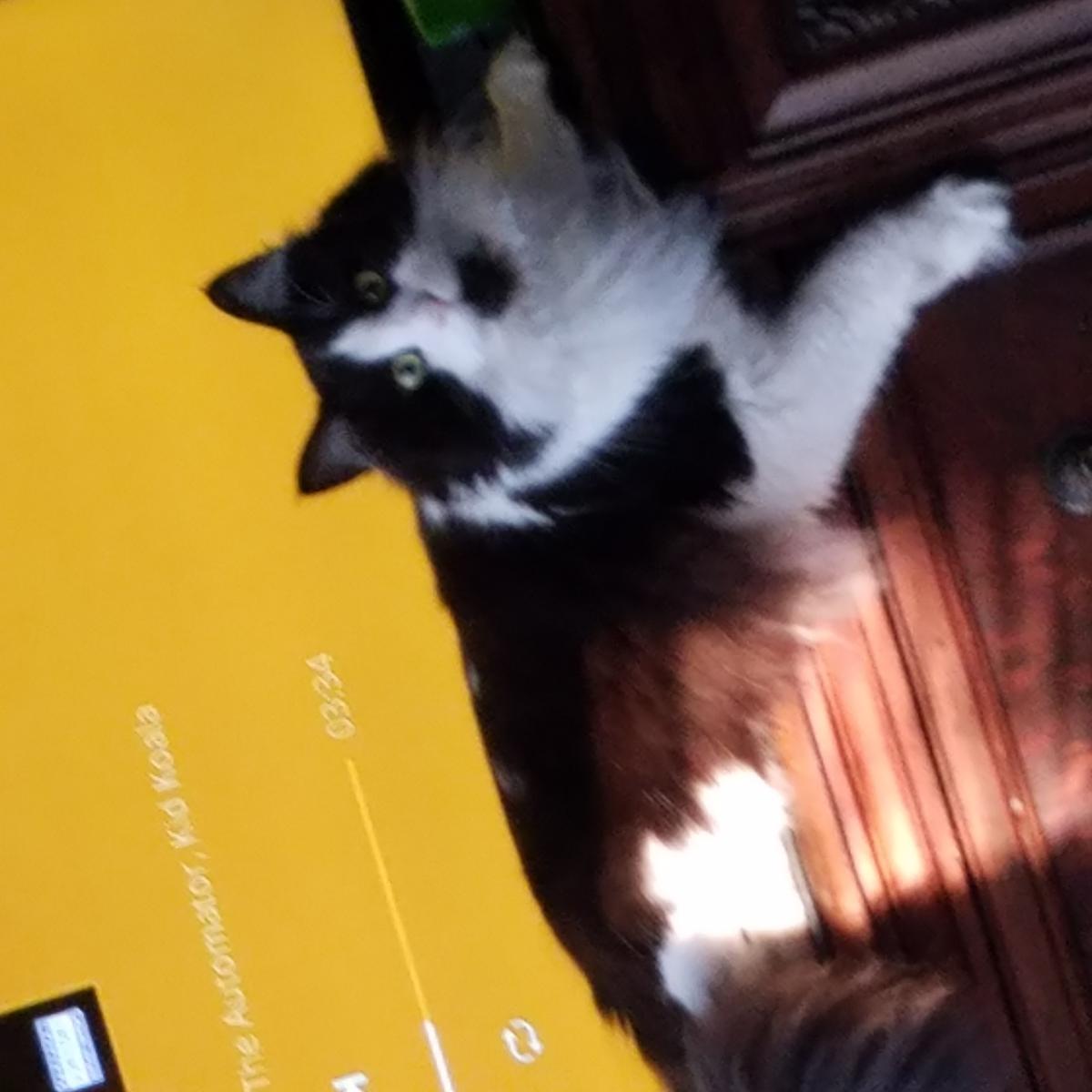 Image of Solar, Lost Cat