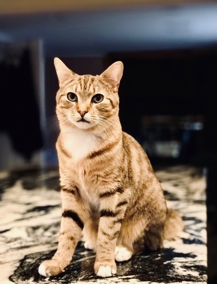 Image of Jughead, Lost Cat