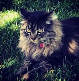 Image of Atticus, Lost Cat