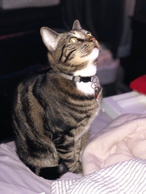 Image of Jackson, Lost Cat