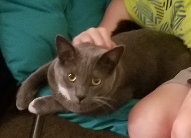 Image of Prince Penelope, Lost Cat
