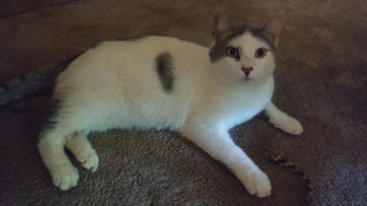 Image of Thumper, Lost Cat