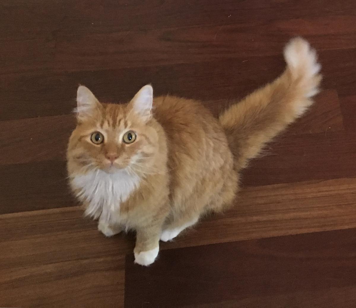 Image of Colby, Lost Cat