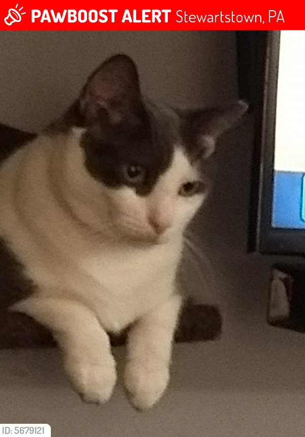 Image of CHAMPY, Lost Cat