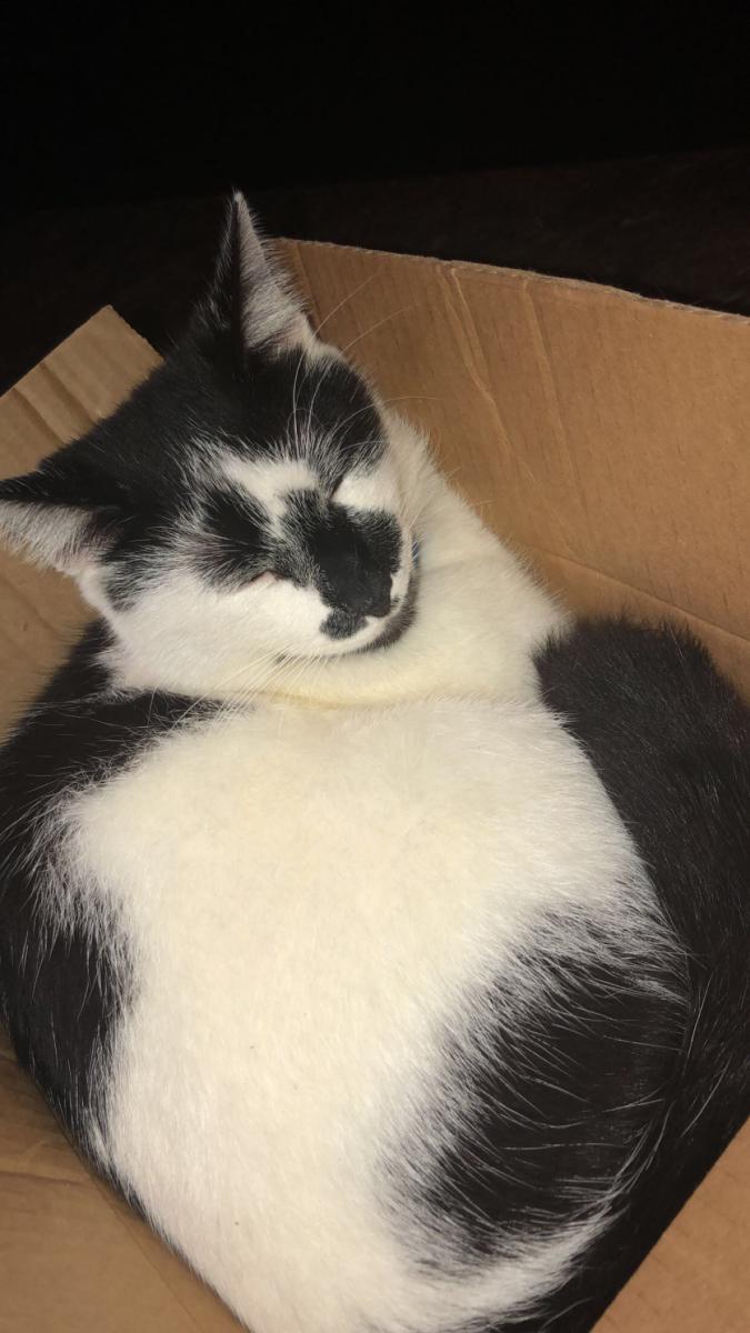 Image of Bei bei, Lost Cat