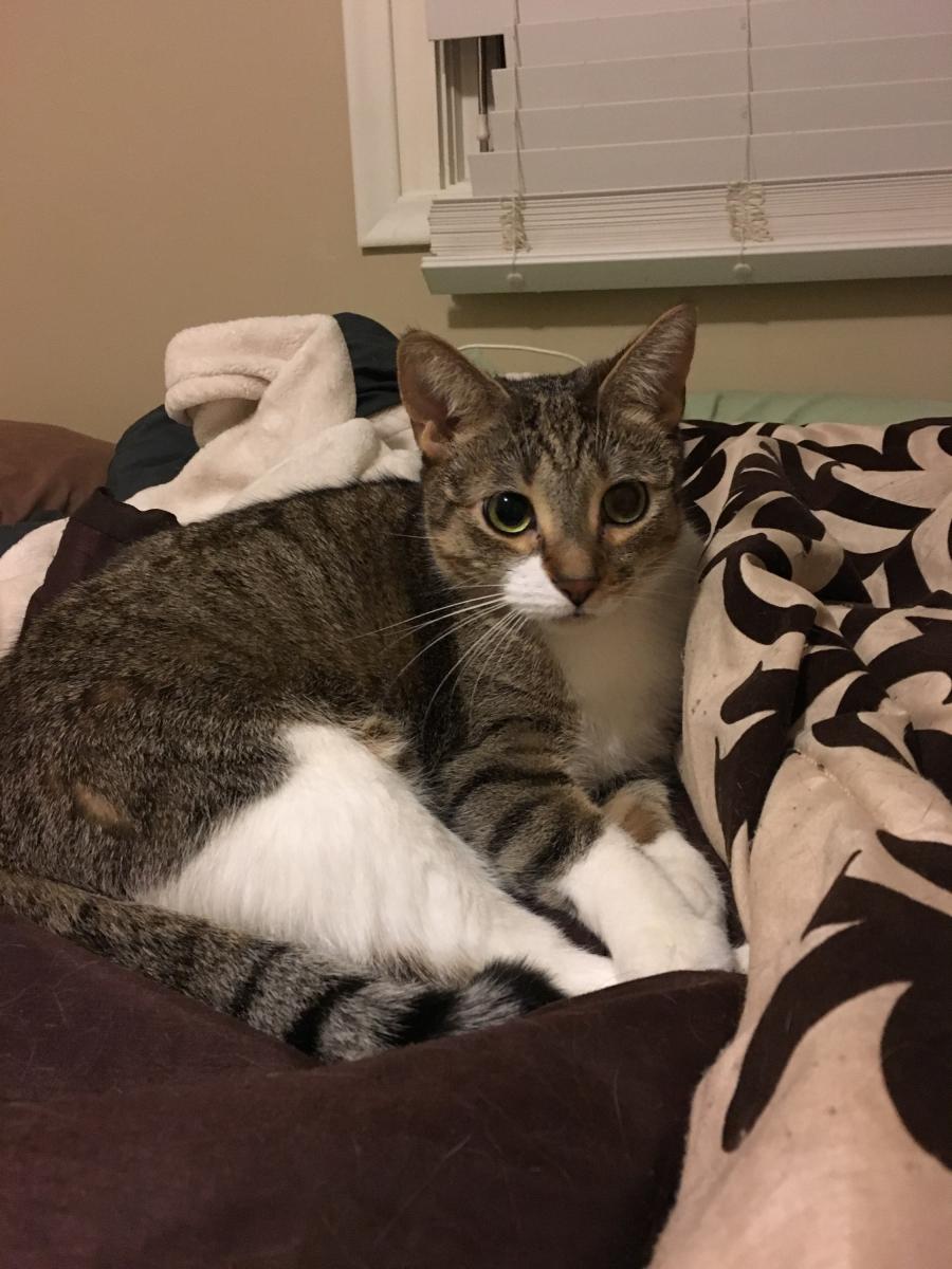 Image of Brie, Lost Cat