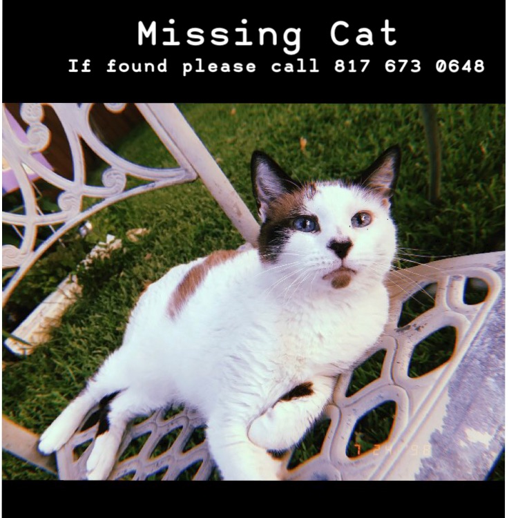 Image of Peeky, Lost Cat