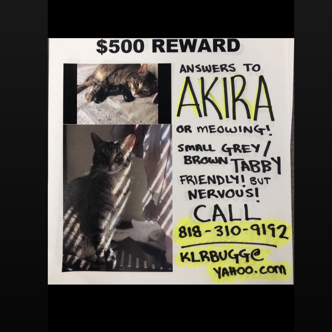 Image of Akira, Lost Cat