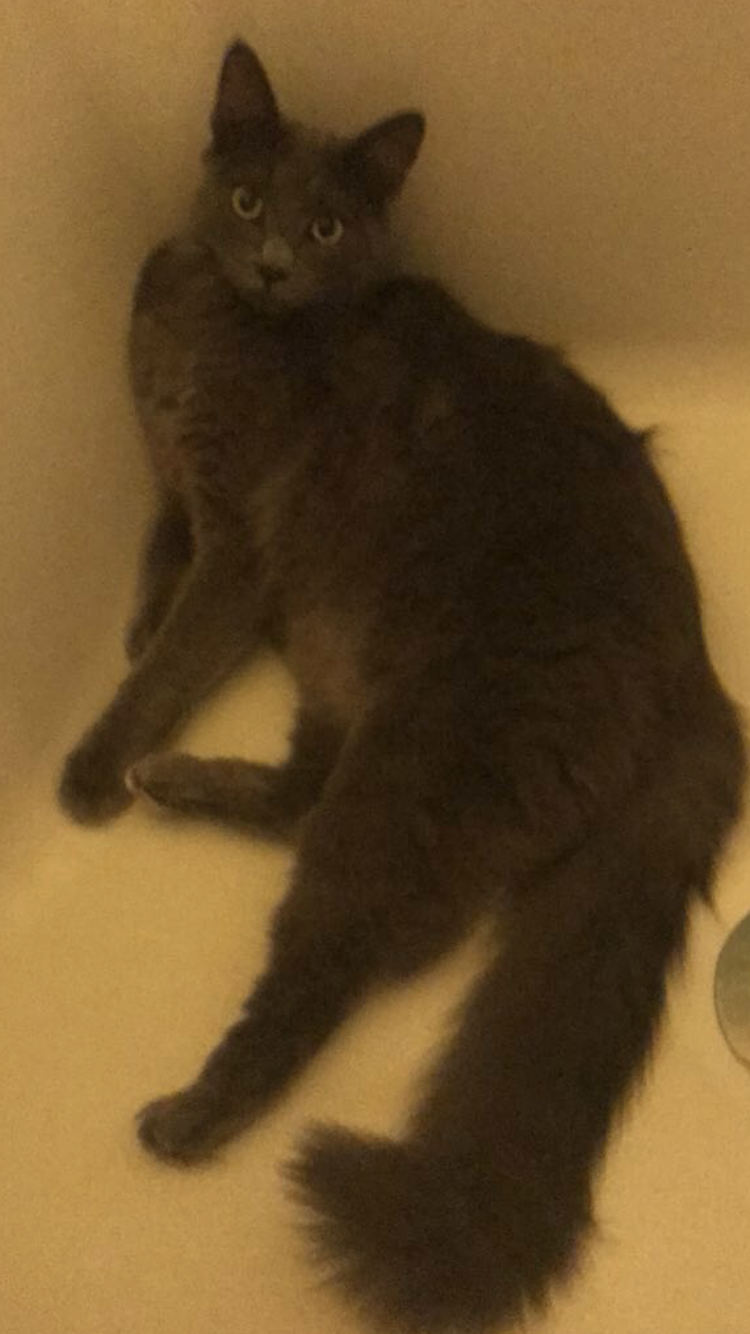 Image of Roux, Lost Cat