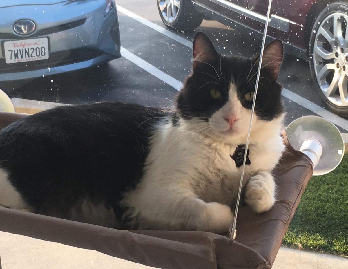 Image of Ike, Lost Cat